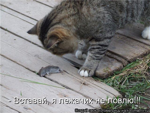 Котоматрица: - Вставай, я лежачих не ловлю!!!