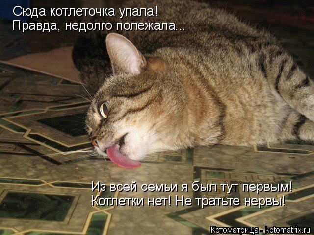 Сюда котлеточка упала! Правда, недолго полежала... Из всей семьи я был тут первым! Котлетки нет! Не ... Котоматрица: Сюда котлеточка упала! Правда, недолго полежала... Из всей семьи я был тут первым! Котлетки нет! Не тратьте нервы!
