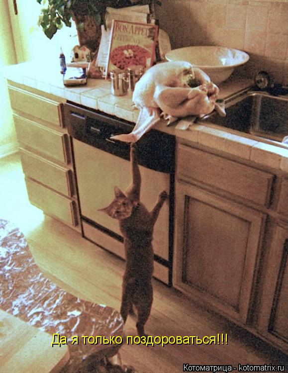 Котоматрица: Да я только поздороваться!!!