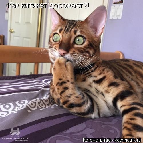 Как китикет дорожает?!... Котоматрица: Как китикет дорожает?!