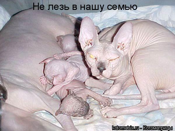 Котоматрица: Не лезь в нашу семью