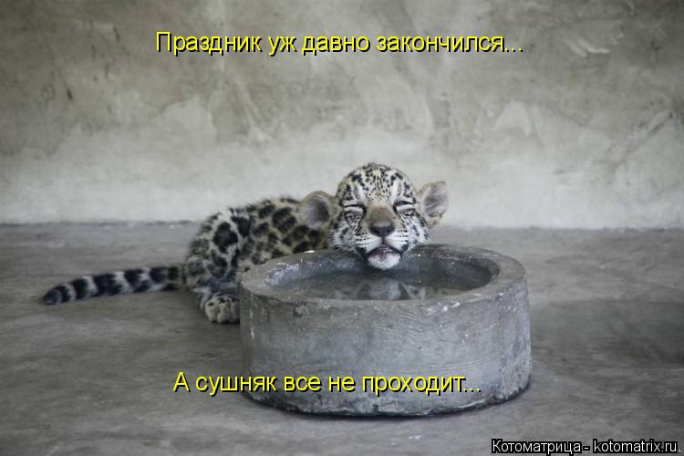 Котоматрица: Праздник уж давно закончился... А сушняк все не проходит...