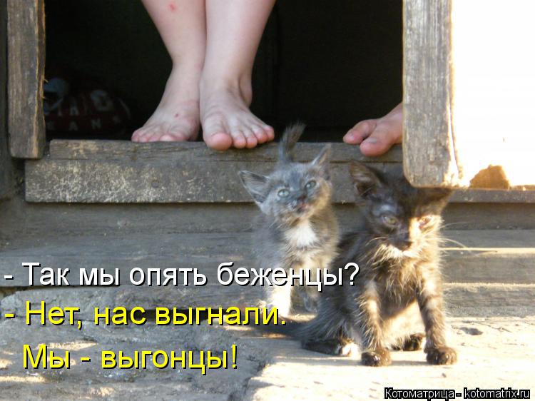 - Так мы опять беженцы? - Нет, нас выгнали. Мы - выгонцы!... Котоматрица: - Так мы опять беженцы? - Нет, нас выгнали. Мы - выгонцы!