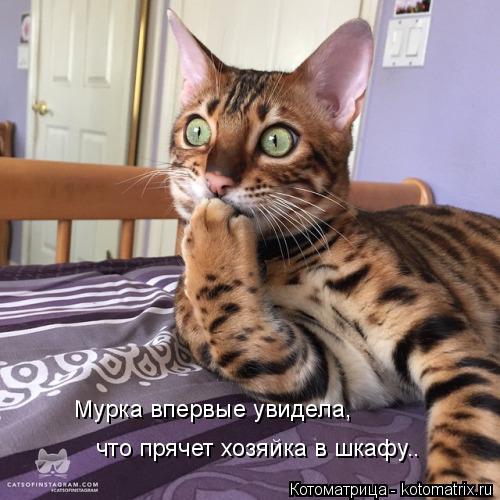 Котоматрица: Мурка впервые увидела,  что прячет хозяйка в шкафу..