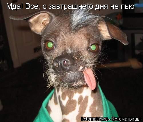 Мда! Всё, с завтрашнего дня не пью... Котоматрица: Мда! Всё, с завтрашнего дня не пью