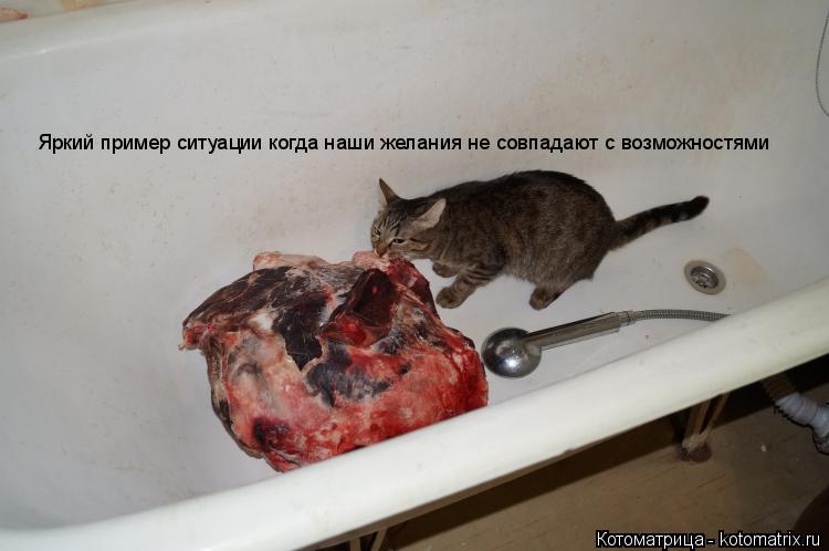 Котоматрица: Яркий пример ситуации когда наши желания не совпадают с возможностями