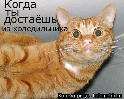 Котоматрица: Когда ты достаёшь из холодильника колбасу