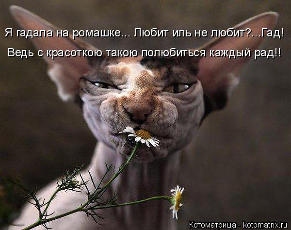 Я гадала на ромашке... Любит иль не любит?...Гад! Ведь с красоткою такою полюбиться каждый рад!!... Котоматрица: Я гадала на ромашке... Любит иль не любит?...Гад! Ведь с красоткою такою полюбиться каждый рад!!