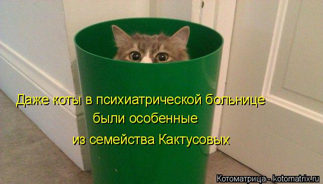 Котоматрица: Даже коты в психиатрической больнице были особенные из семейства Кактусовых