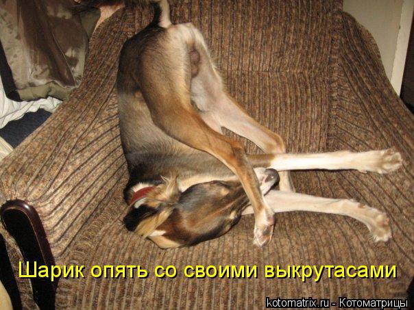Котоматрица: Шарик опять со своими выкрутасами