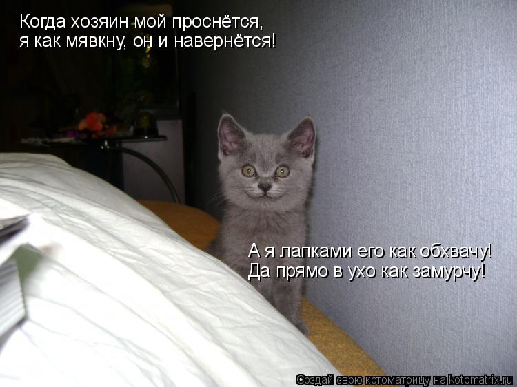 Котоматрица: Когда хозяин мой проснётся,  я как мявкну, он и навернётся! А я лапками его как обхвачу! Да прямо в ухо как замурчу!