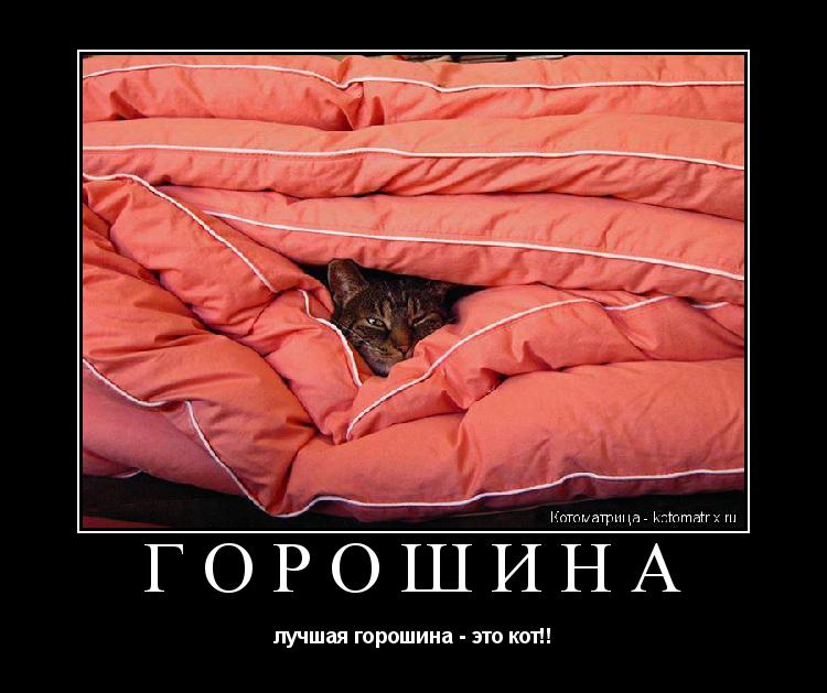Котоматрица: ГОРОШИНА лучшая горошина - это кот!!