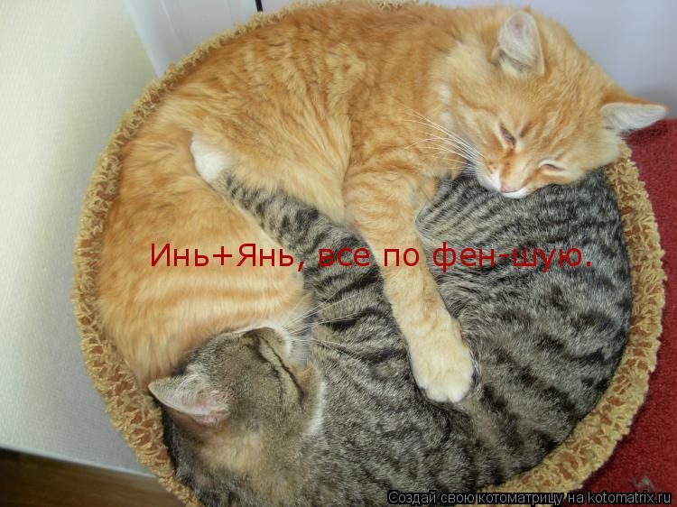 Котоматрица: Инь+Янь, все по фен-шую.