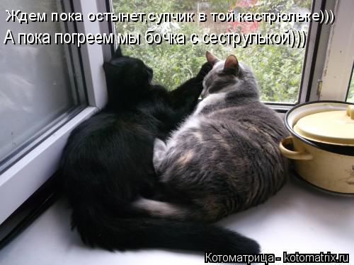 Котоматрица: Ждем пока остынет,супчик в той кастрюльке))) А пока погреем мы бочка с сеструлькой)))