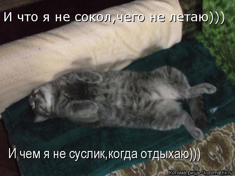 Котоматрица: И что я не сокол,чего не летаю))) И чем я не суслик,когда отдыхаю)))