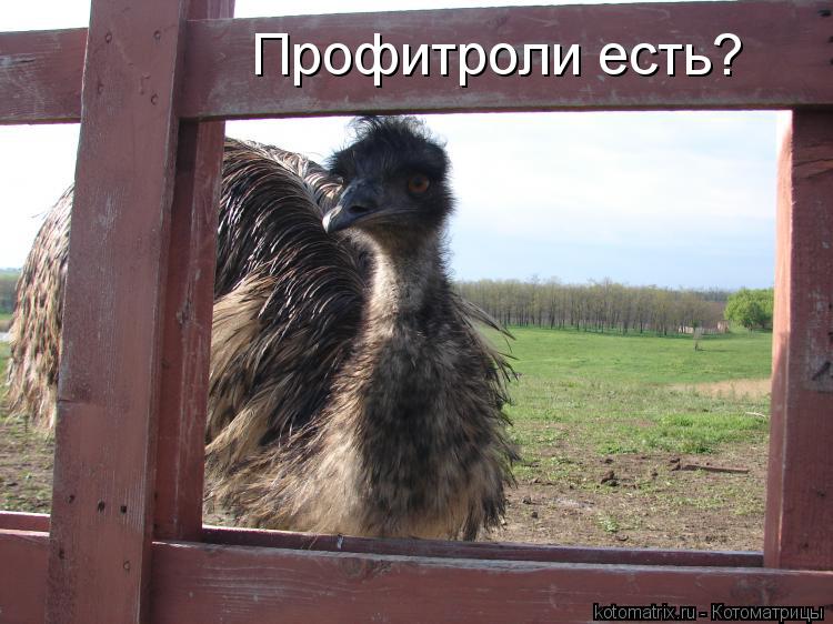 Котоматрица: Профитроли есть?