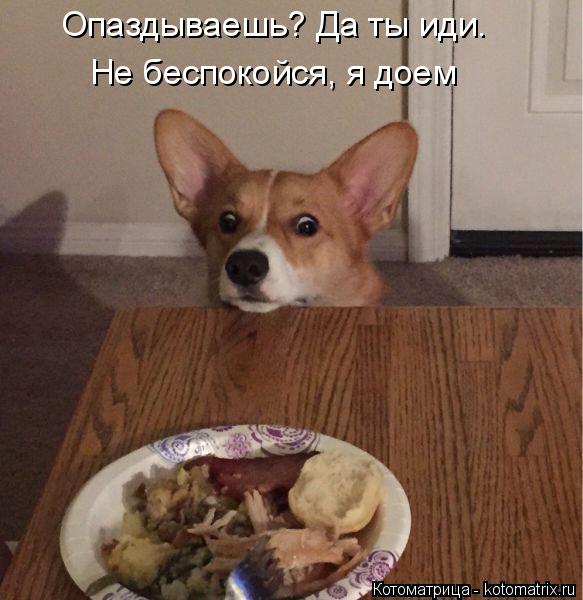 Котоматрица: Опаздываешь? Да ты иди. Не беспокойся, я доем