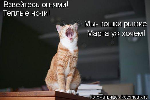 Котоматрица: Теплые ночи! Мы- кошки рыжие Марта уж хочем! Взвейтесь огнями!