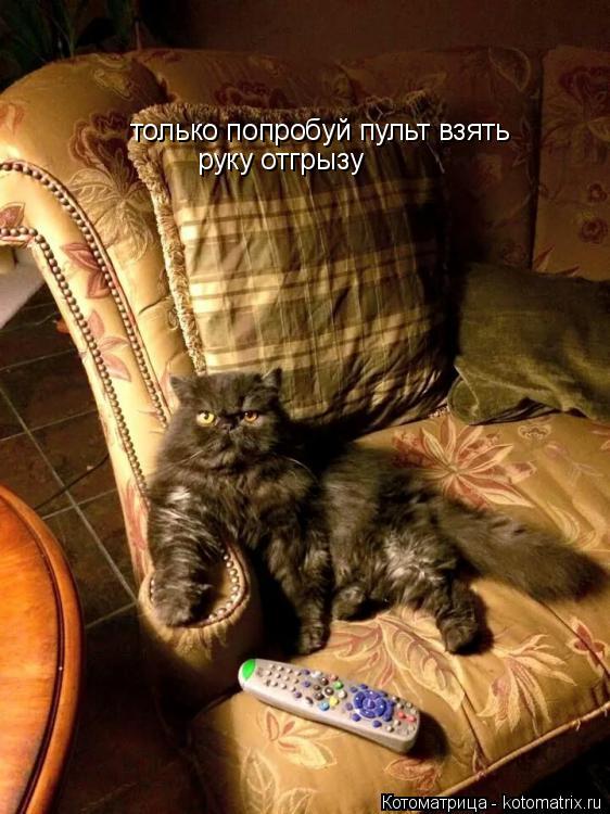 Котоматрица: только попробуй пульт взять руку отгрызу