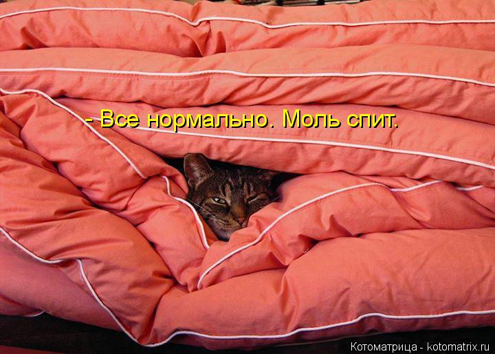 Котоматрица: - Все нормально. Моль спит.