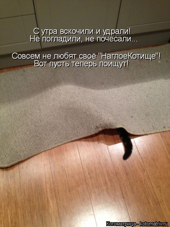 Котоматрица: С утра вскочили и удрали! Совсем не любят своё "НаглоеКотище"! Не погладили, не почесали... Вот пусть теперь поищут!