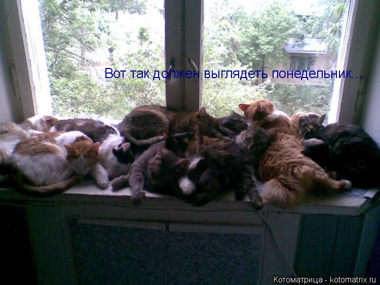 Котоматрица: Вот так должен выглядеть понедельник....
