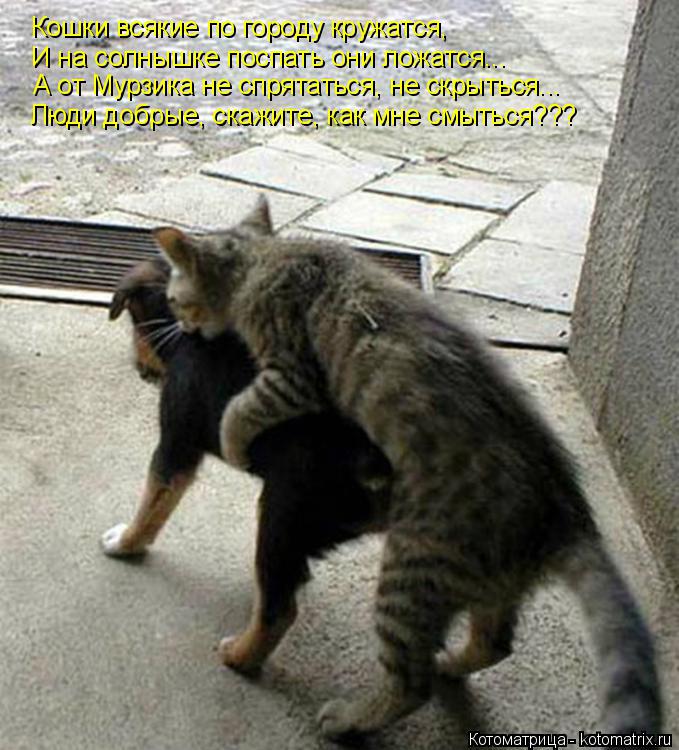 Котоматрица: А от Мурзика не спрятаться, не скрыться... Люди добрые, скажите, как мне смыться??? Кошки всякие по городу кружатся, И на солнышке поспать они л