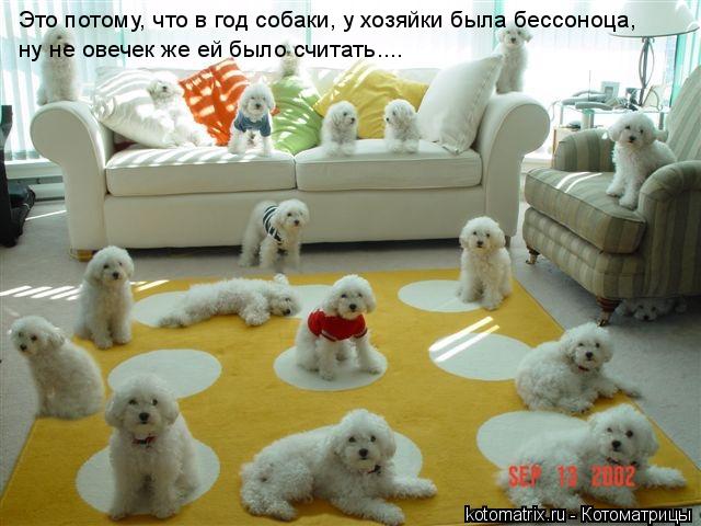 Котоматрица: Это потому, что в год собаки, у хозяйки была бессоноца, ну не овечек же ей было считать....