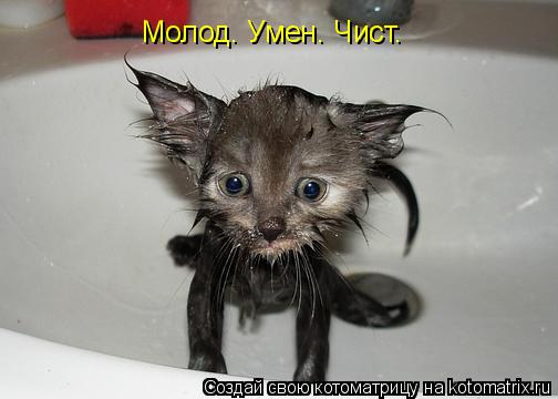 Котоматрица: Молод. Умен. Чист.