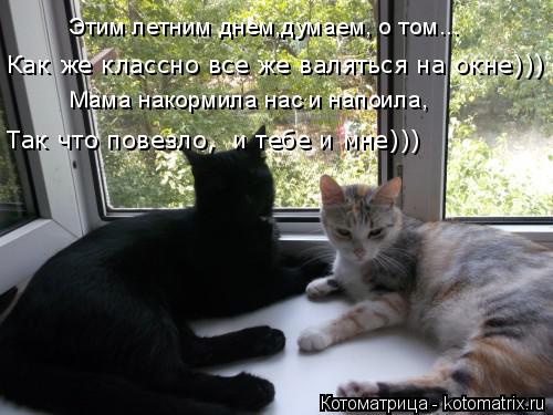 Котоматрица: Как же классно все же валяться на окне))) Этим летним днем,думаем, о том... Мама накормила нас и напоила, Так что повезло,  и тебе и мне)))
