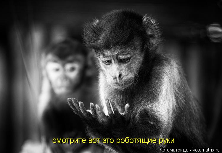 Котоматрица: смотрите вот это роботящие руки