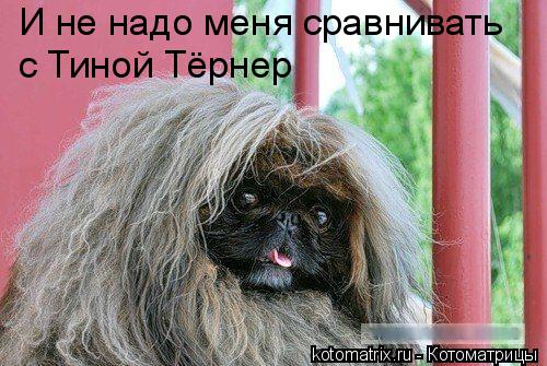 Котоматрица: И не надо меня сравнивать с Тиной Тёрнер
