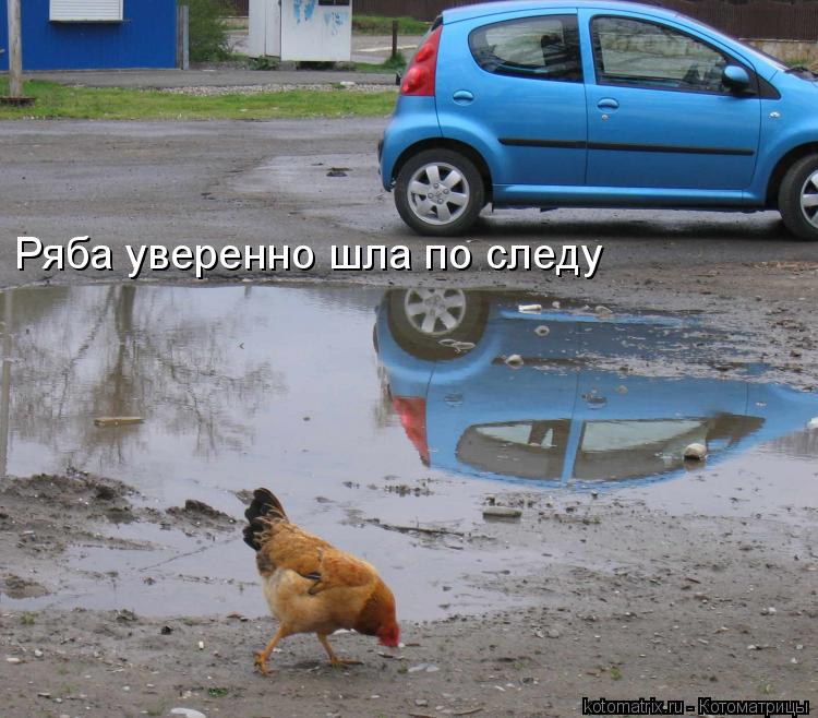 Котоматрица: Ряба уверенно шла по следу