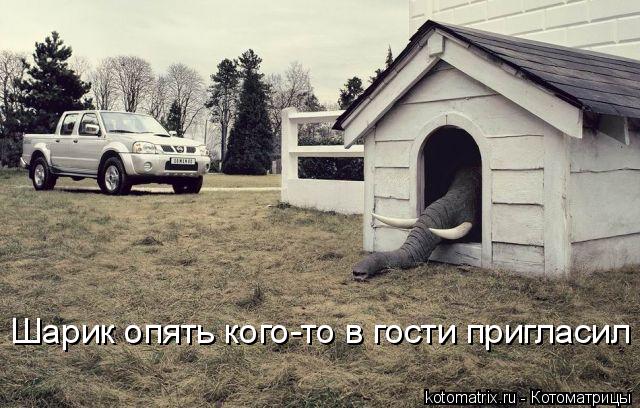 Котоматрица: Шарик опять кого-то в гости пригласил