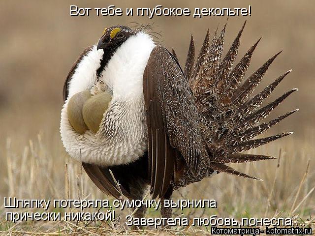Котоматрица: Вот тебе и глубокое декольте! Шляпку потеряла,сумочку вырнила прически никакой! Завертела любовь,понесла....