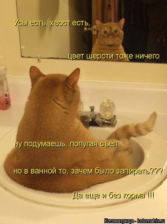 Котоматрица: Усы есть, хвост есть,  цвет шерсти тоже ничего ну подумаешь, попугая съел но в ванной то, зачем было запирать???  Да еще и без корма !!!