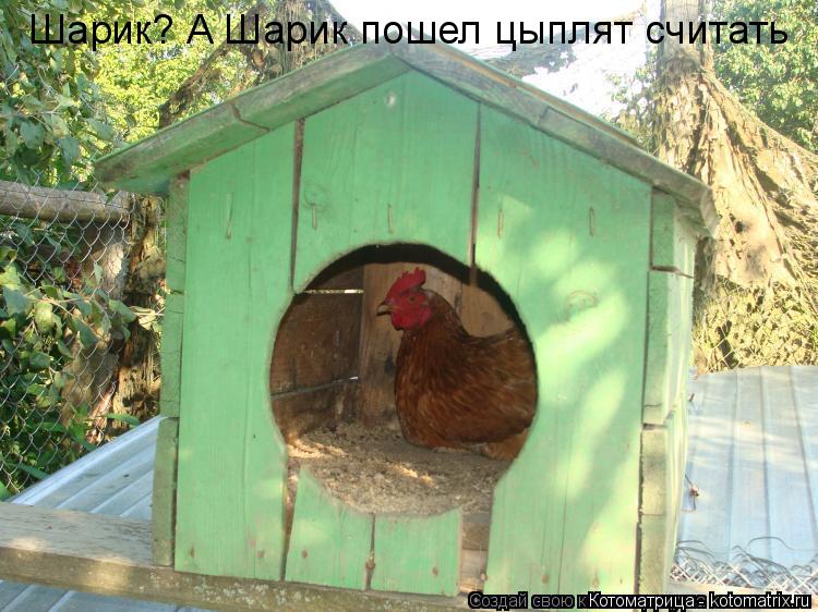 Котоматрица: Шарик? А Шарик пошел цыплят считать