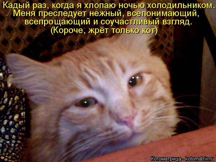 Котоматрица: Кадый раз, когда я хлопаю ночью холодильником. Меня преследует нежный, всепонимающий, всепрощающий и соучастливый взгляд. (Короче, жрёт тол