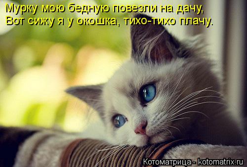 Котоматрица: Мурку мою бедную повезли на дачу, Вот сижу я у окошка, тихо-тихо плачу.
