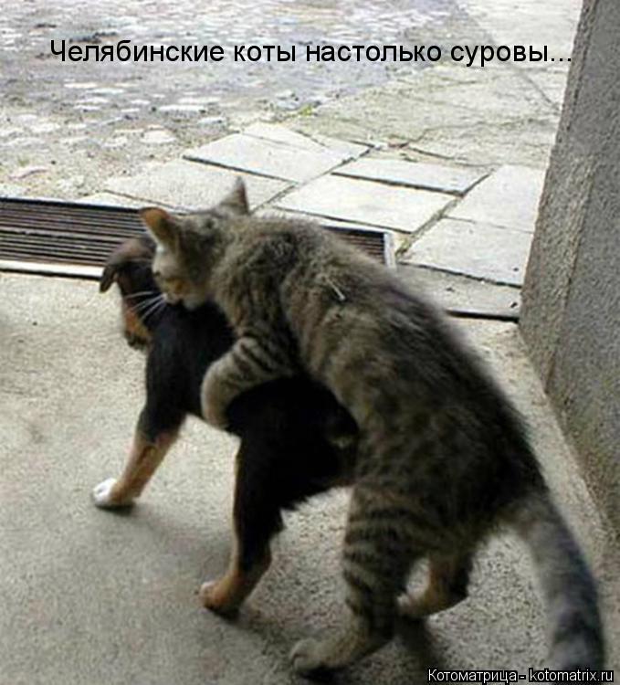 Котоматрица: Челябинские коты настолько суровы...