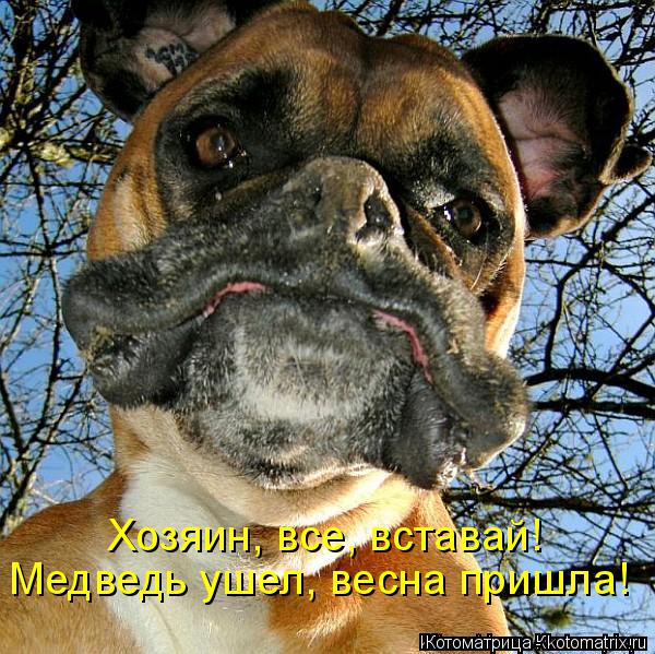 Котоматрица: Хозяин, все, вставай! Медведь ушел, весна пришла!