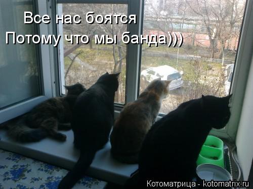 Котоматрица: Все нас боятся Потому что мы банда)))