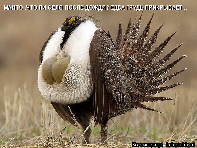 Котоматрица: МАНТО ,ЧТО ЛИ СЕЛО ПОСЛЕ ДОЖДЯ? ЕДВА ГРУДЬ ПРИКРЫВАЕТ...