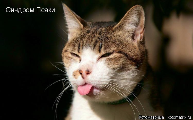 Котоматрица: Синдром Псаки