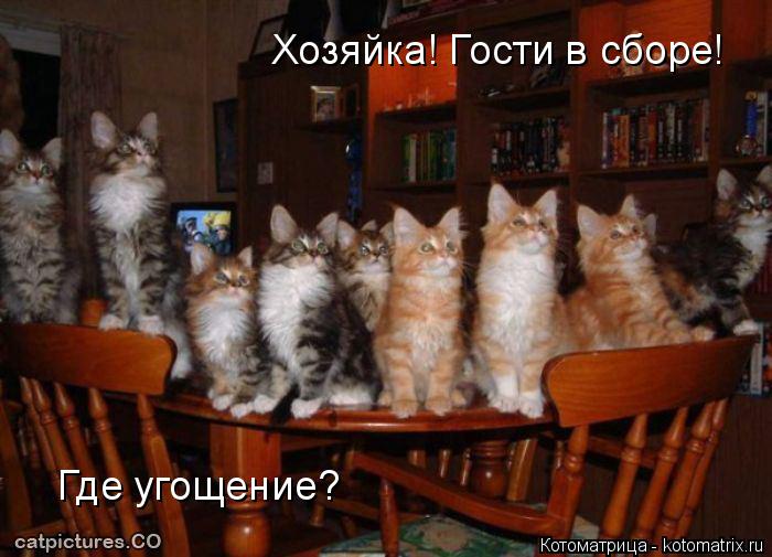 Котоматрица: Хозяйка! Гости в сборе! Где угощение?