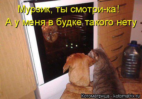 Котоматрица: Мурзик, ты смотри-ка! А у меня в будке такого нету