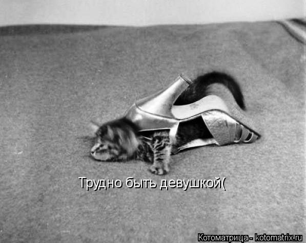 Котоматрица: Трудно быть девушкой(