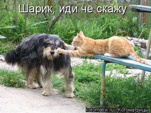 Котоматрица: Шарик, иди чё скажу