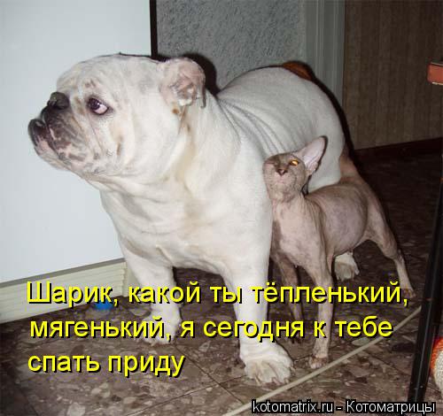 Котоматрица: Шарик, какой ты тёпленький, Шарик, какой ты тёпленький, мягенький, я сегодня к тебе спать приду