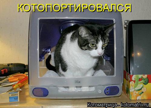 Котоматрица: КОТОПОРТИРОВАЛСЯ